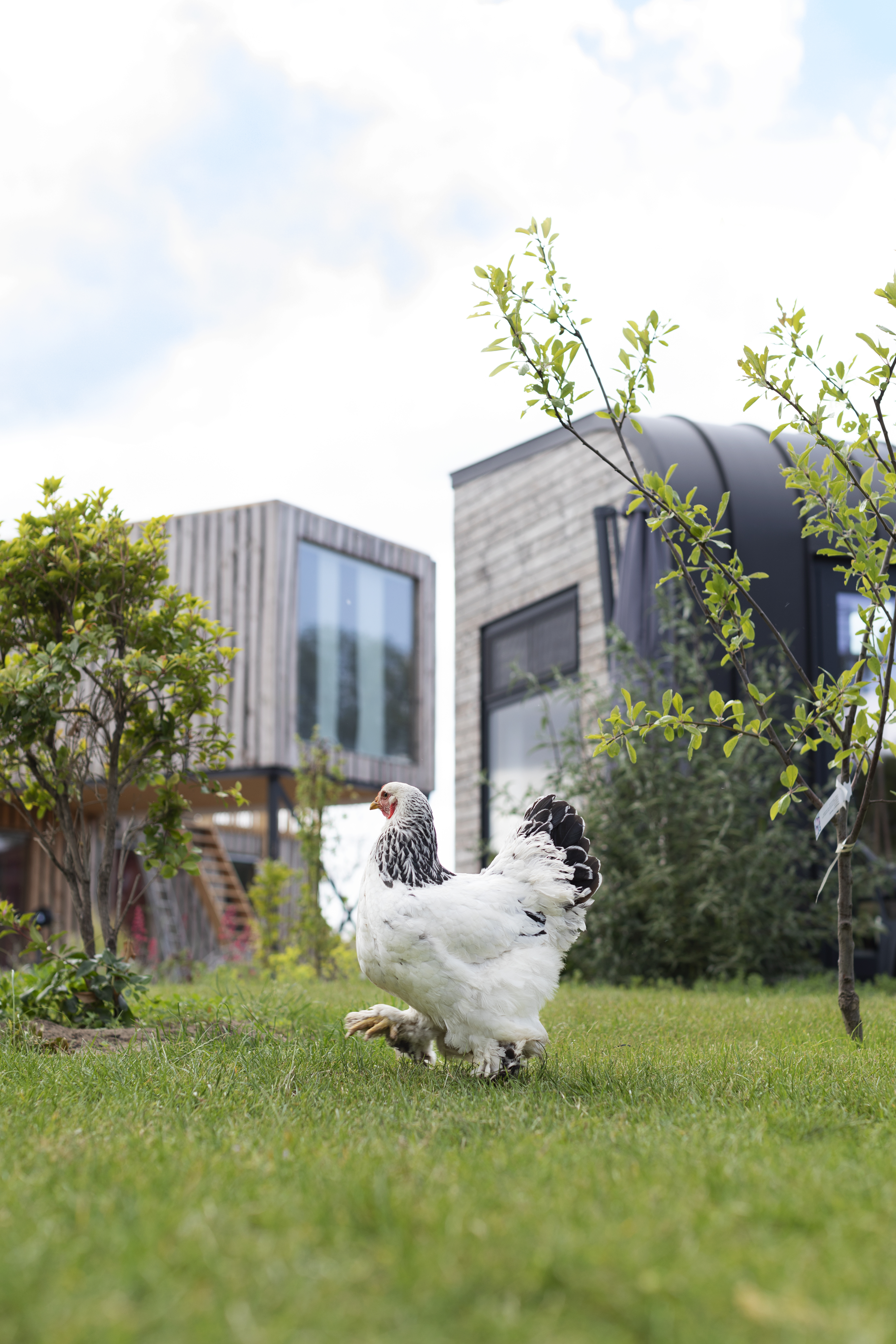 Tiny houses, grote kansen: jouw rol als verzekeringsadviseur